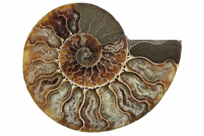 Cut & Polished Ammonite Fossil (Half) - Madagascar #364898